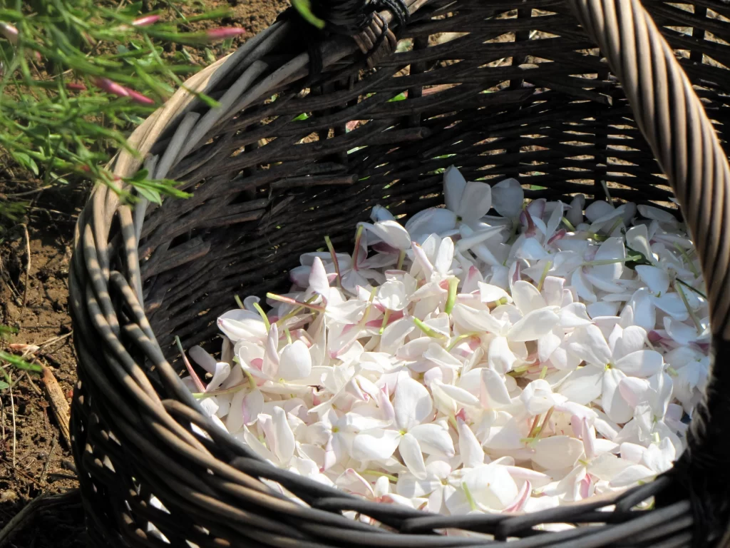 Jasmine White Pink Petals Green Stem Basket