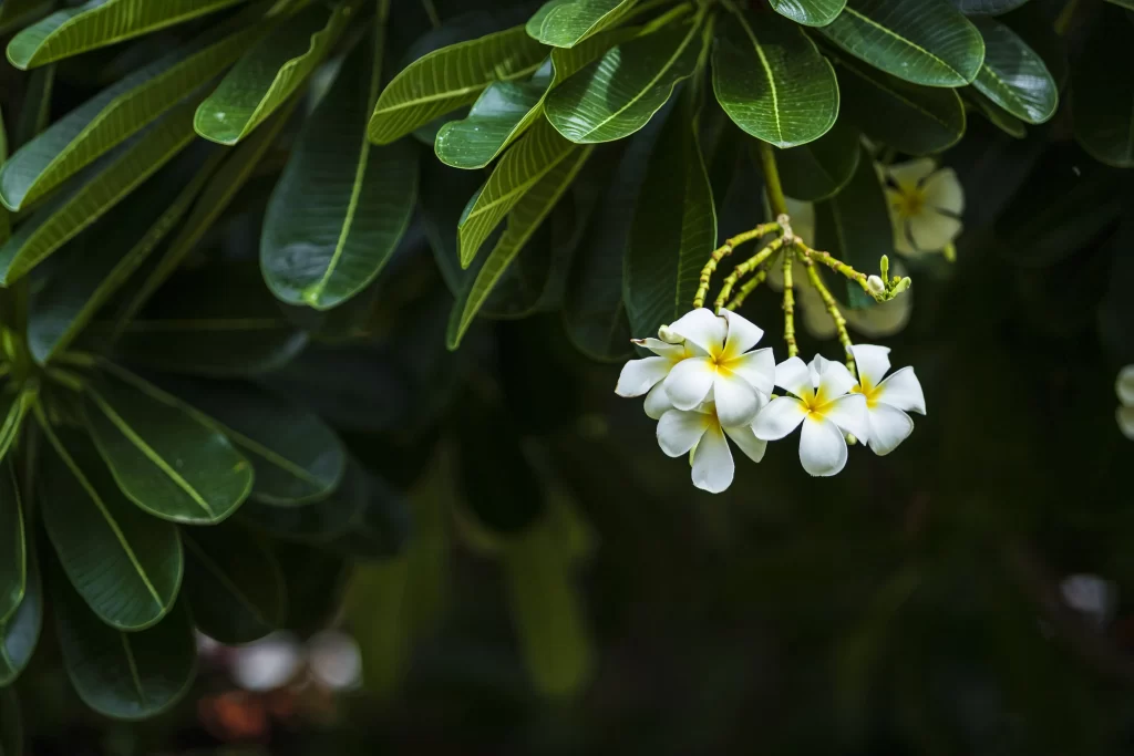 Jasmine White Yellow Petals Green dark Leaves