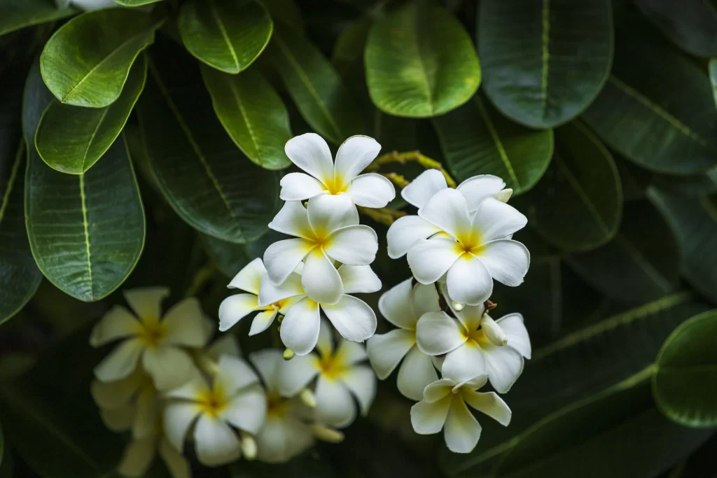 Jasmine White Yellow Petals Green Leaves