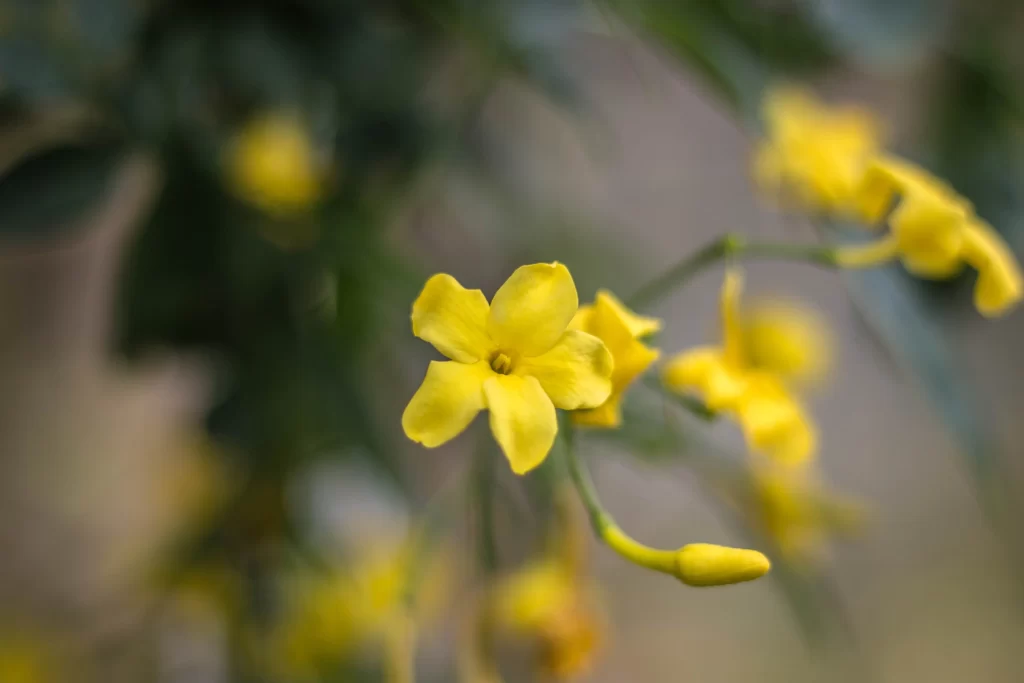 Jasmine Yellow Green