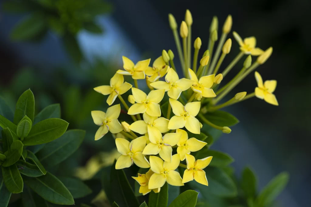 Jasmine Yellow Green Leaf