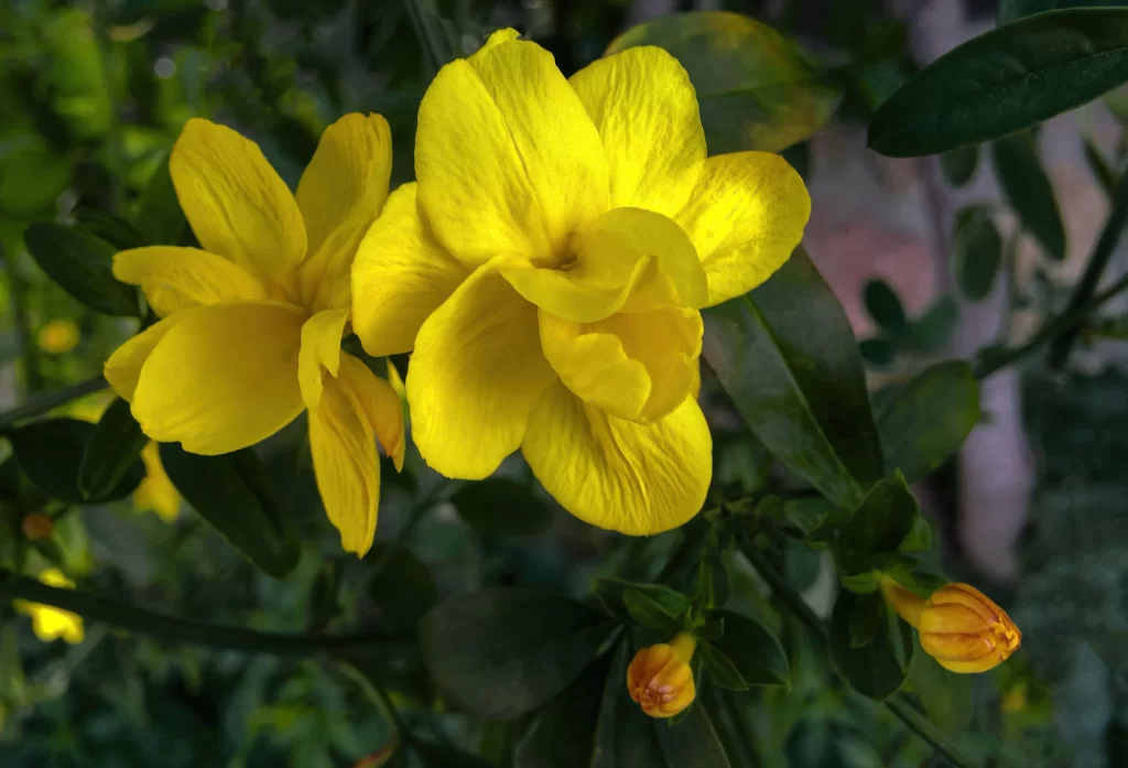Jasmine Yellow Green Petals Bud
