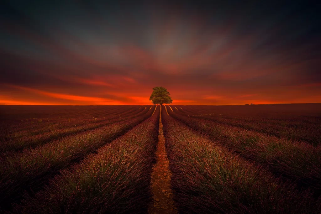 Lavender Field Sunset Orange Red Sky