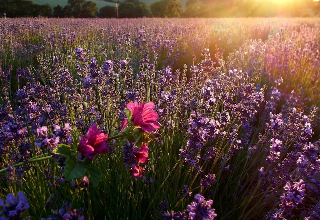 Lavender Purple Blooms Sunlight Field Greenery