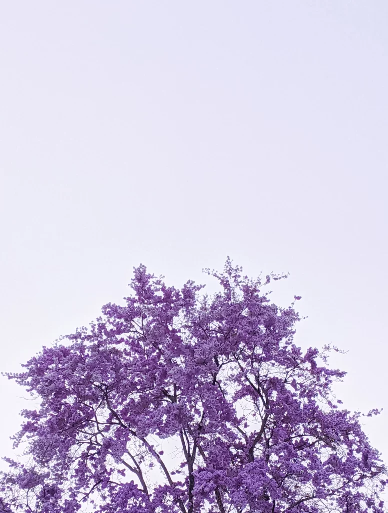 Lilac Blossom Purple Petals Dense Branches
