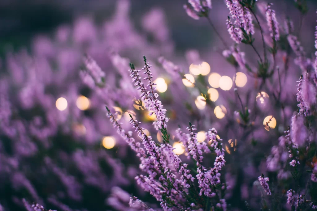 Lilac Blossom Purple Petals Soft Focus Bokeh