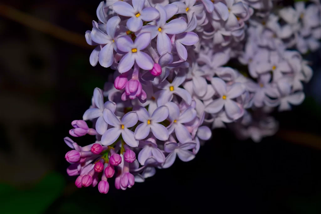 Lilac Blossom Purple Petals Bud