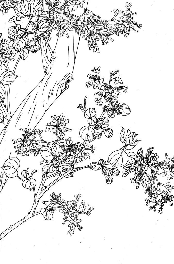Lilac Chinese Line Drawing Botanical Art