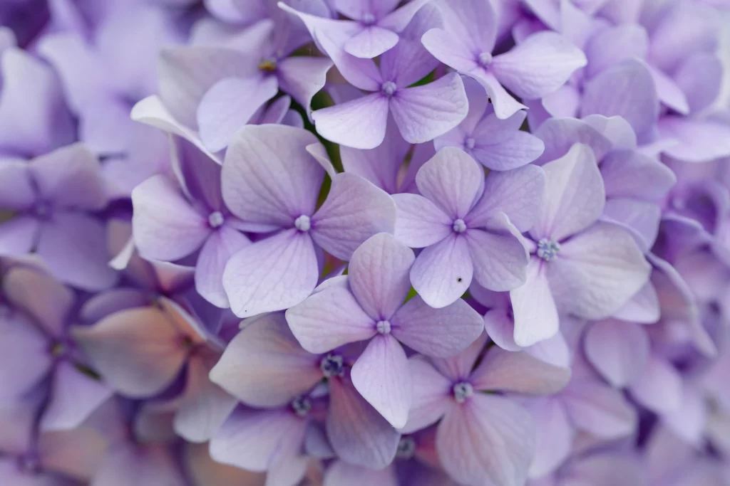Lilac Hydrangea Petals Cluster Soft