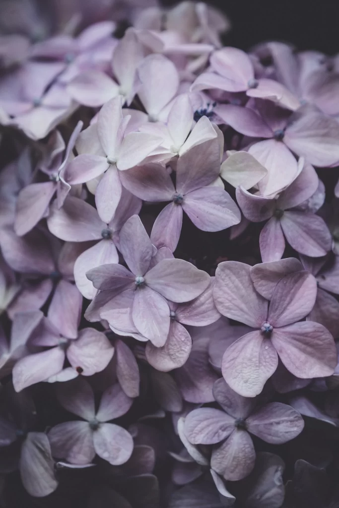 Lilac Hydrangea Petals Soft Purple Dark Background