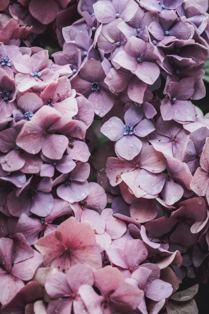Lilac Hydrangea Petals Softness Delicate Dewdrops