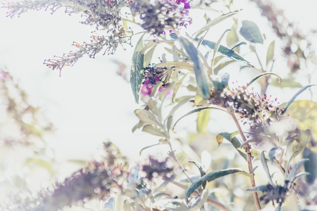 Lilac Purple Blooms Petals Green Leaves