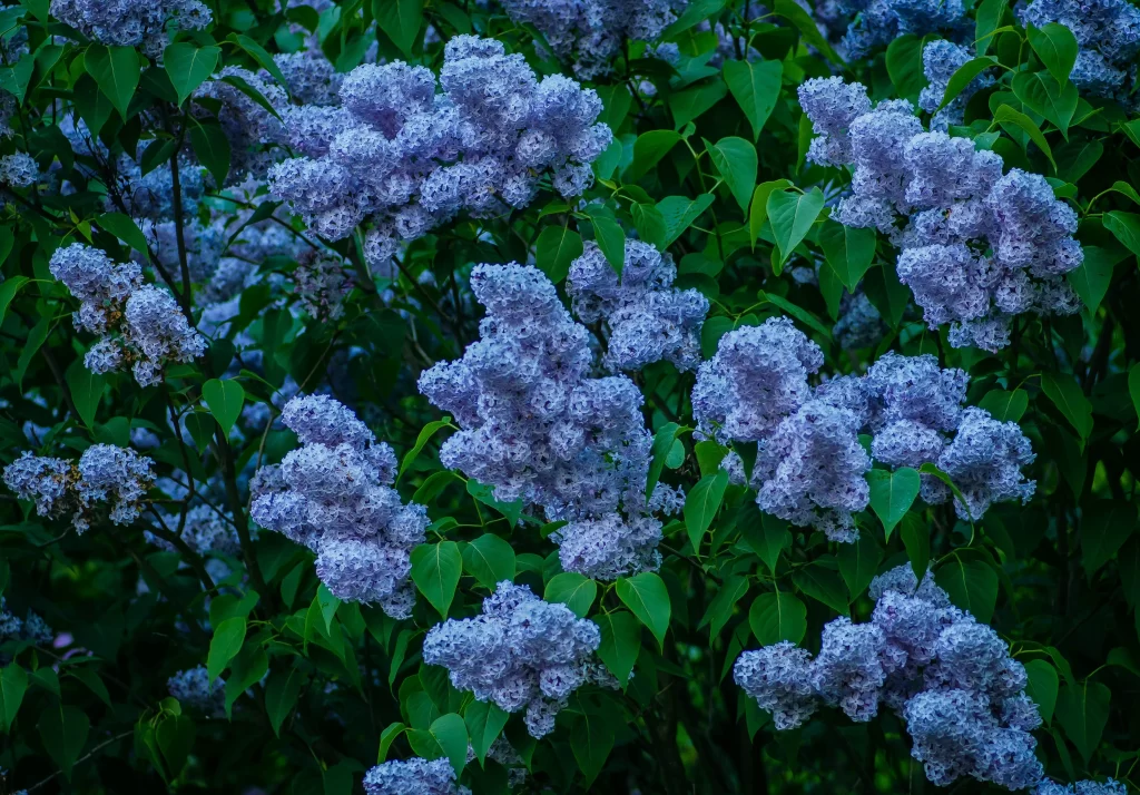Lilac Purple Dense Cluster Green Leaves