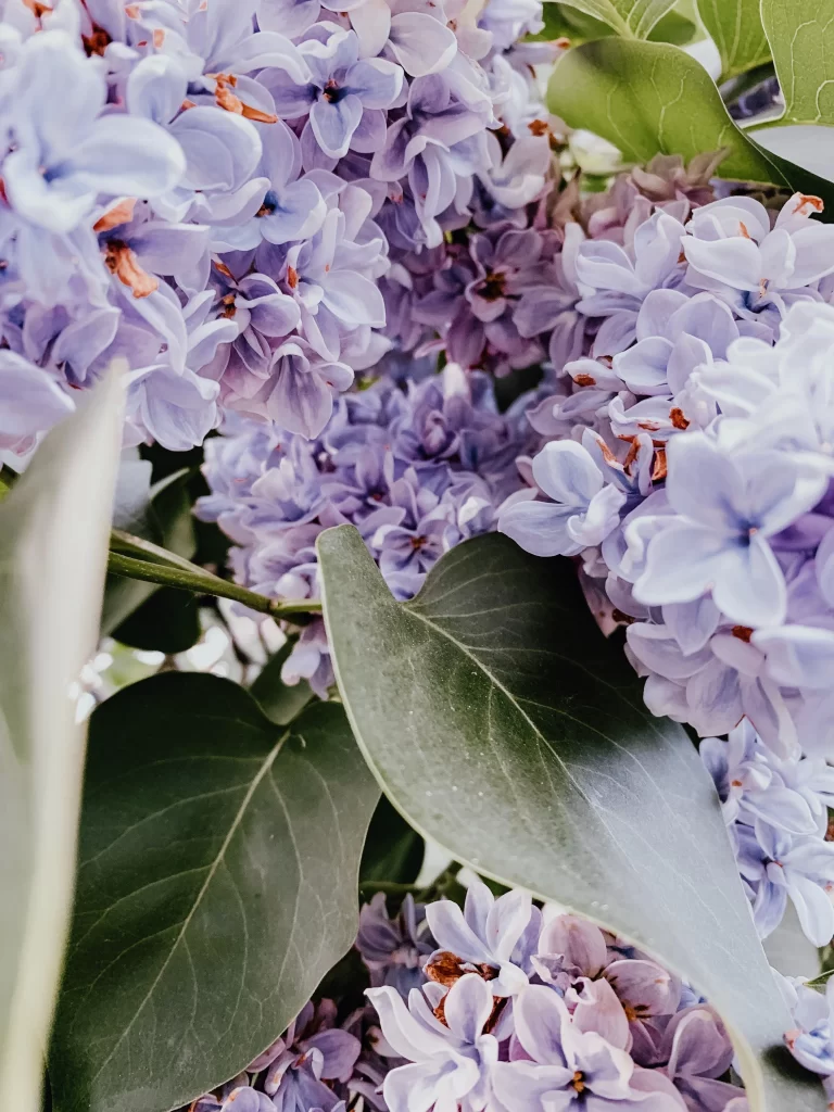 Lilac Purple Petals Bloom Green Leaves