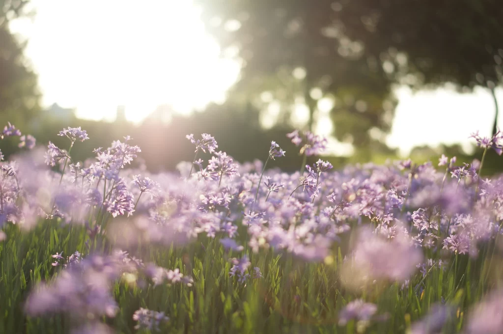 Lilac Wildflower Bloom Petals Nature Sunlight