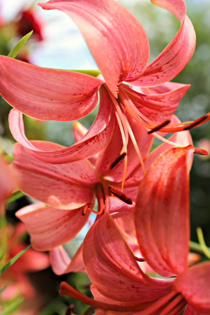 Lily Flower Trumpet Shaped Blooms Pink Petals