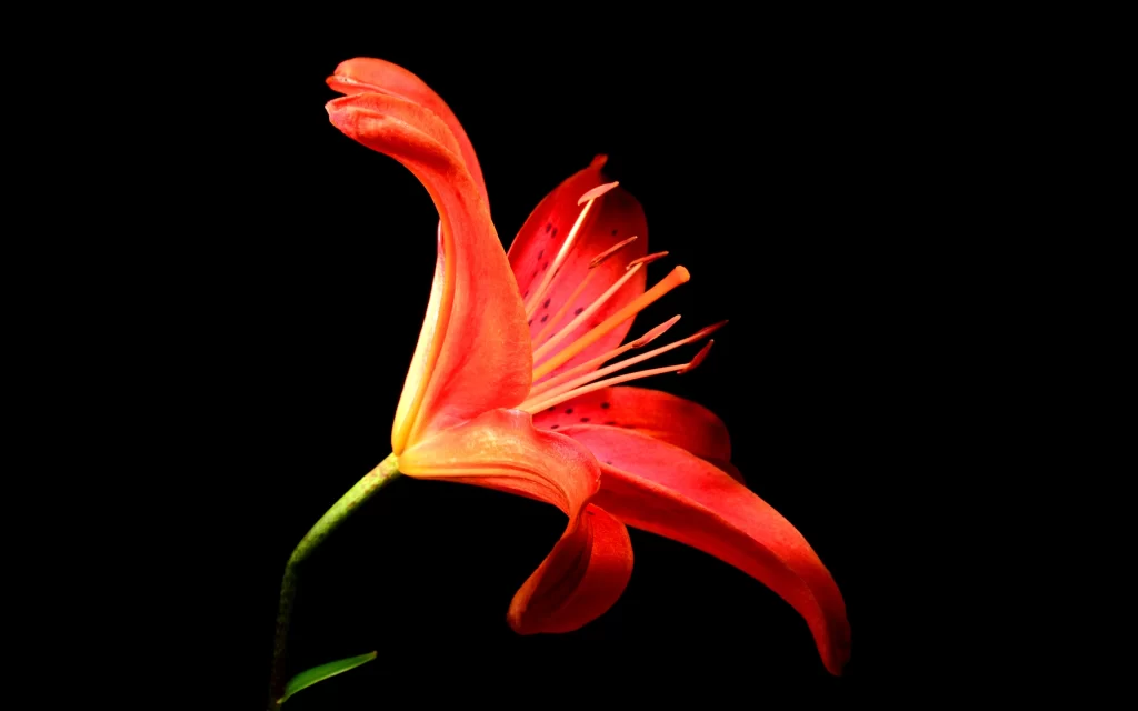 Lily Orange Red Trumpet-shaped Blooms Close black Up