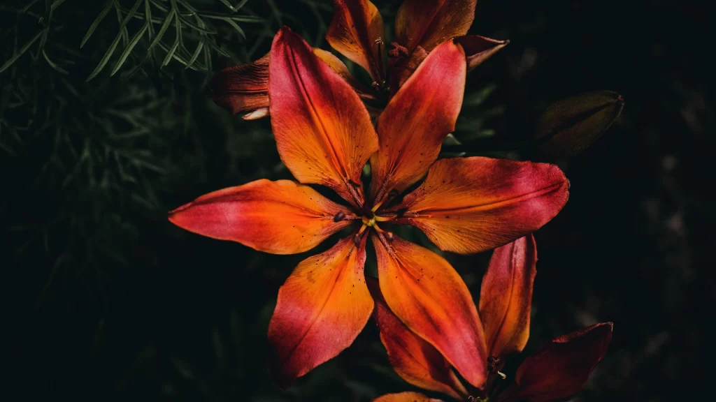 Lily Orange Red Trumpet-shaped Blooms Close black Up