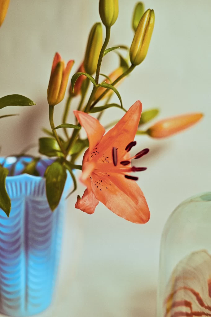 Lily Orange Trumpet-shaped Blooms Close Up Bud