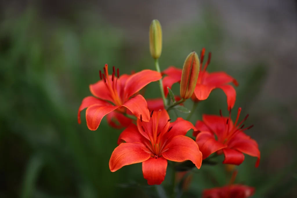 Lily Orange Trumpet-shaped Blooms Close Up Garden Blooming