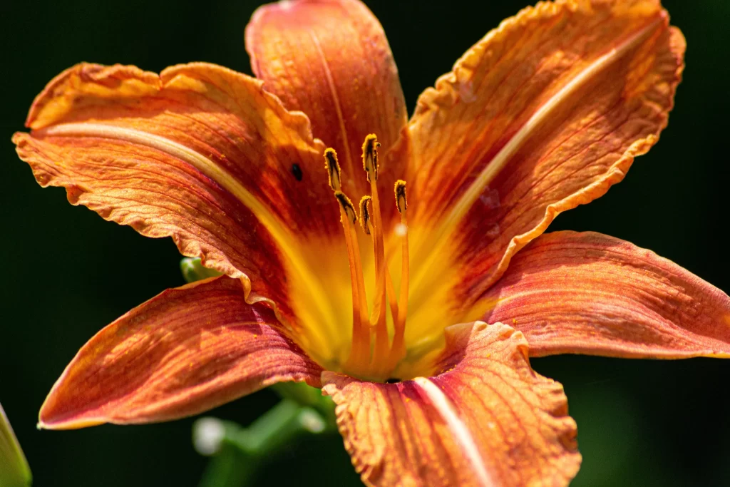 Lily Orange Yellow Trumpet-shaped Blooms Close neutral Up