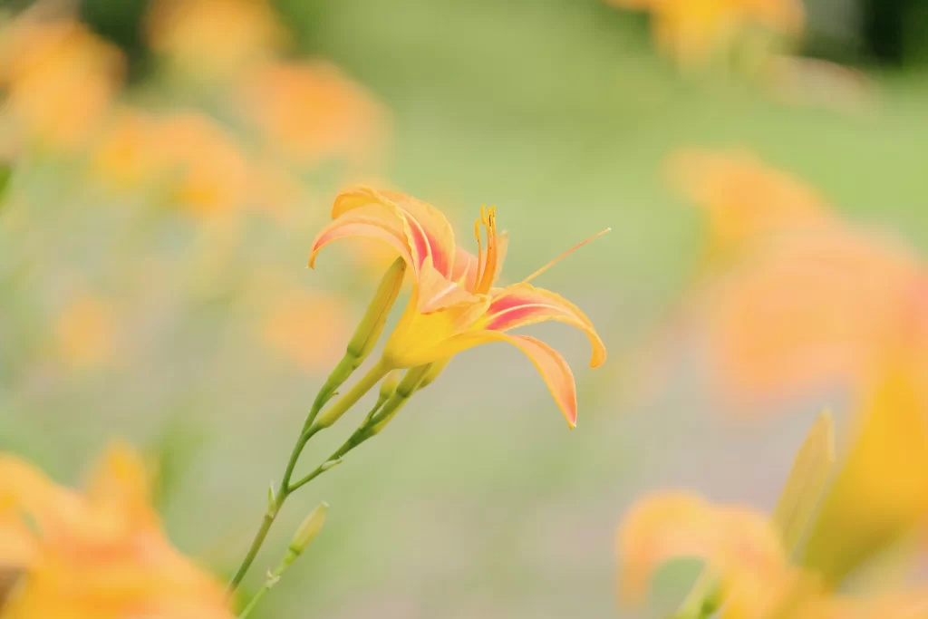 Lily Orange Yellow Trumpet-shaped Blooms Close Up neutral Garden