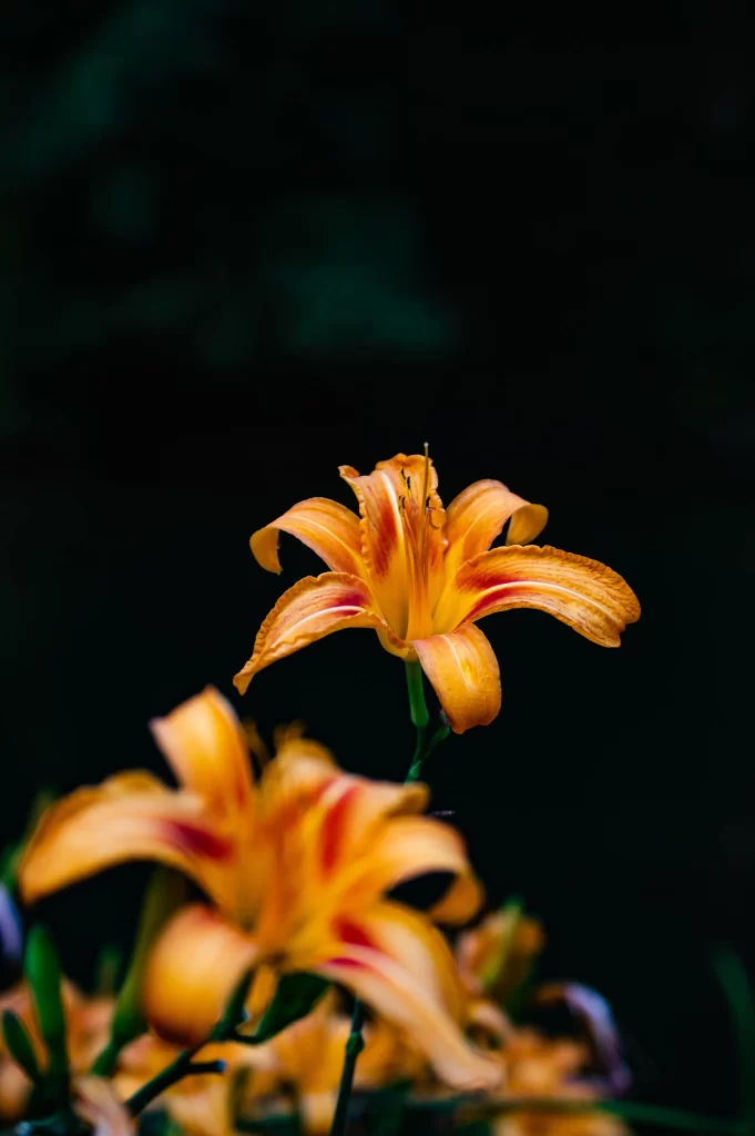 Lily Orange Yellow Trumpet-shaped Blooms Close Up black Garden