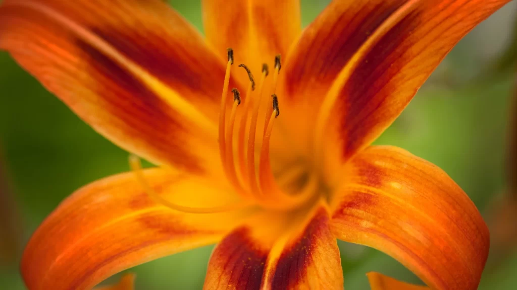 Lily Orange Yellow Trumpet-shaped Blooms Close neutral Up