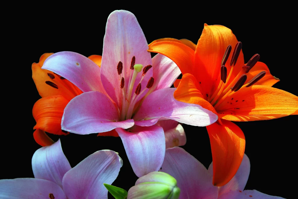 Lily Pink Orange Trumpet-shaped Blooms Close Up