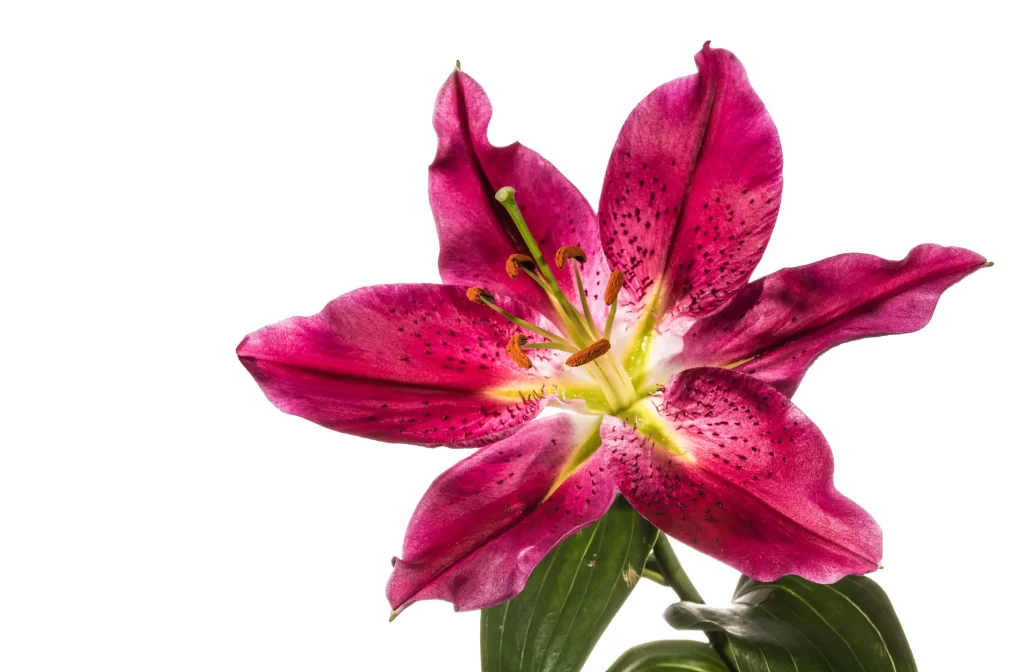 Lily Pink Trumpet-shaped Blooms Speckled Petals