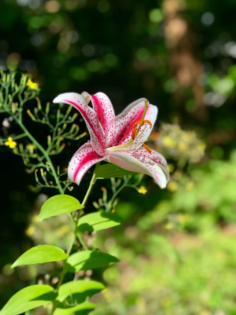 Lily Pink White Speckled Petals Trumpet-shaped Blooms