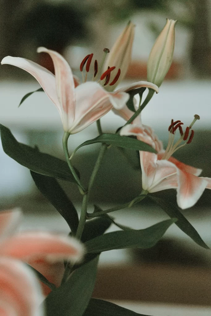 Lily Pink White Trumpet Blooms Close gray Up