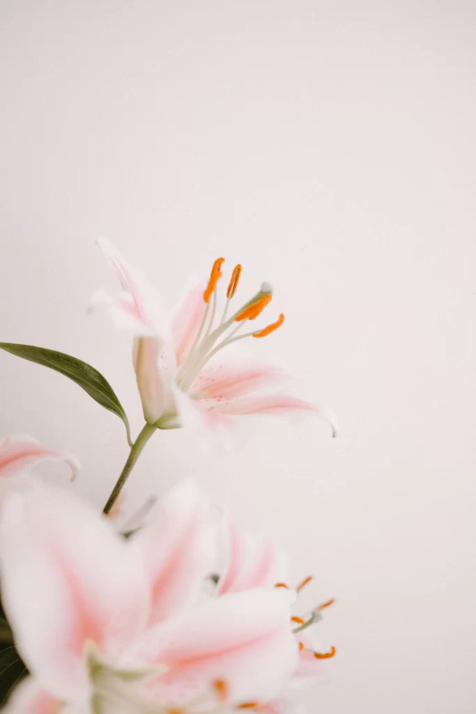 Lily Pink White Trumpet Blooms Close Up