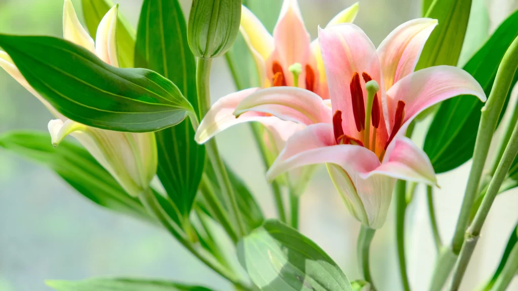 Lily Pink White Trumpet-shaped Blooms Close Up Garden