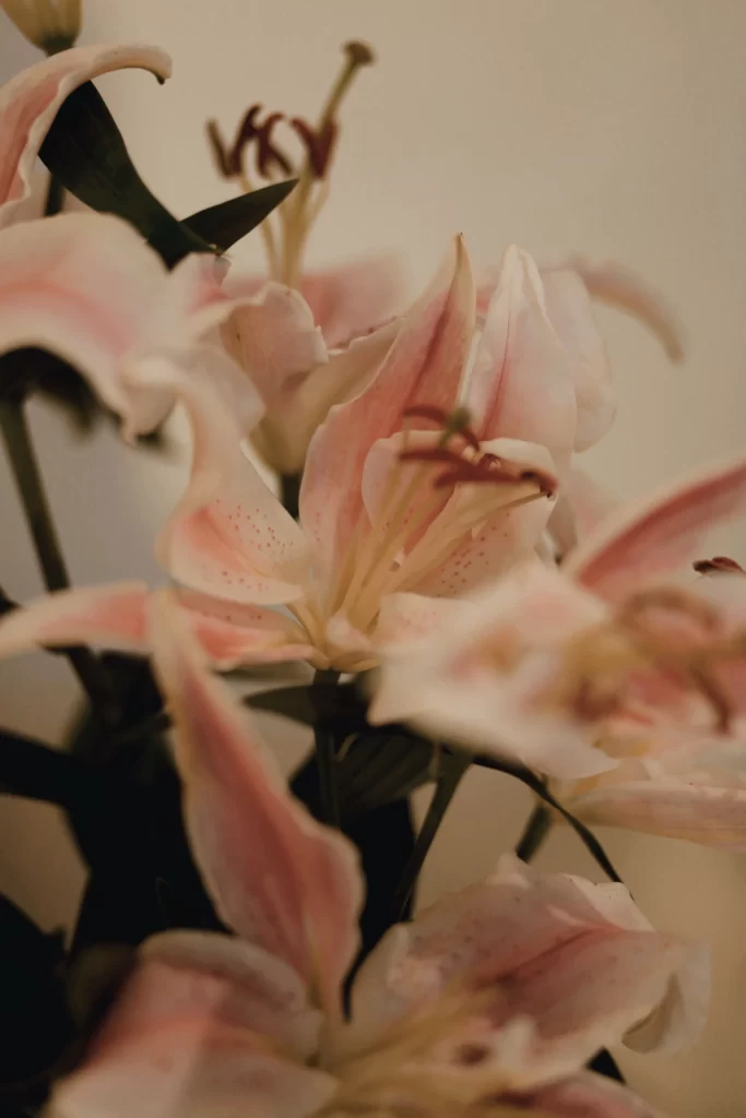 Lily Pink White Trumpet-shaped Blooms Close neutral Up