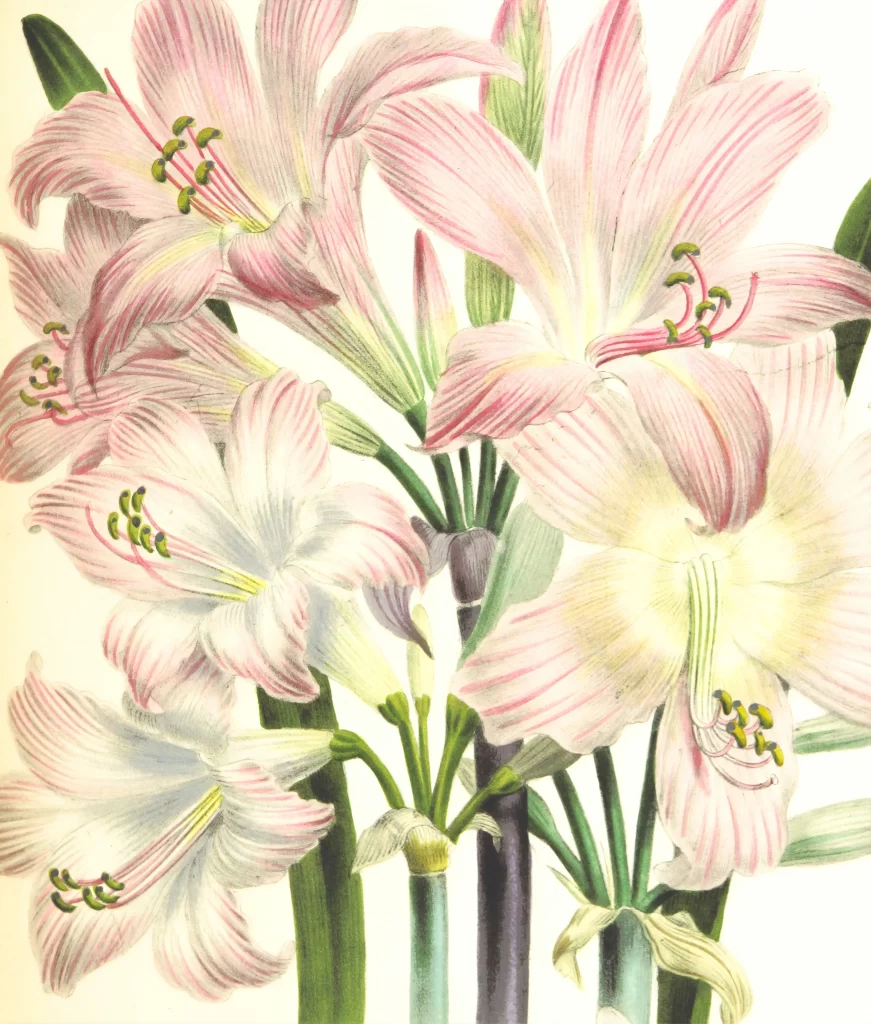 Lily Pink White Trumpet-shaped Blooms Close gray Up