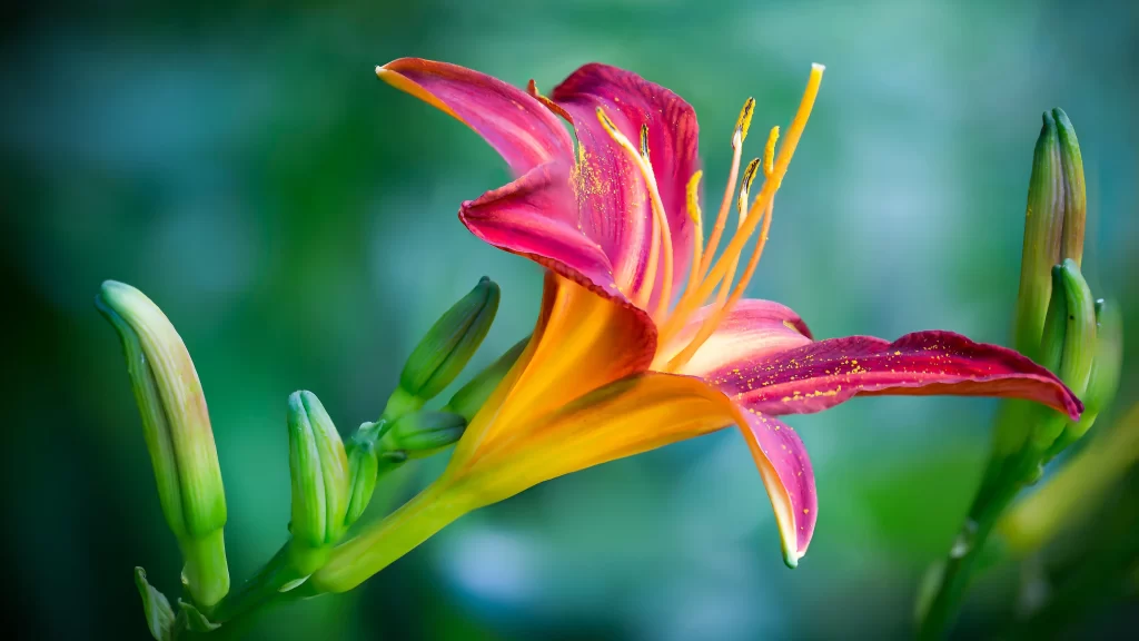 Lily Red Yellow Trumpet-shaped Blooms Close Up Garden
