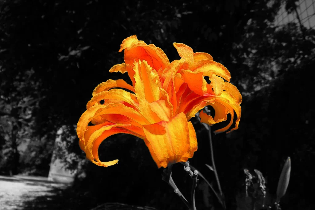 Lily Trumpet Orange Yellow Blooming Petals