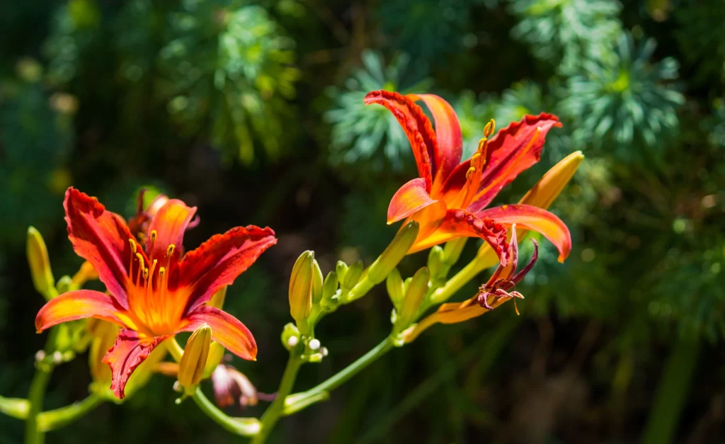 Lily Trumpet-Shaped Blooms Red Yellow Petals