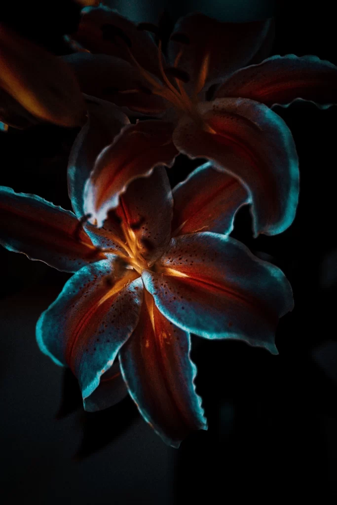 Lily Trumpet Shaped Blooms Close Up Speckled Petals