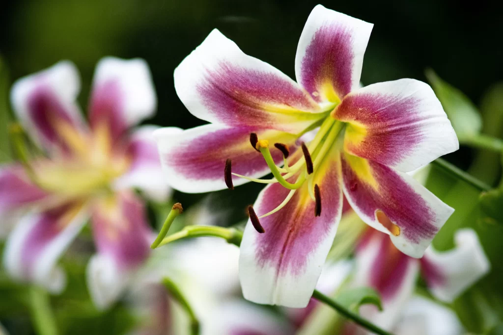Lily Trumpet Shaped Blooms Close Up Garden Blooming