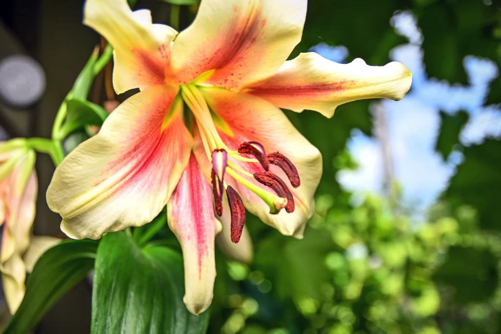 Lily Trumpet Shaped Blooms Yellow Red Petals