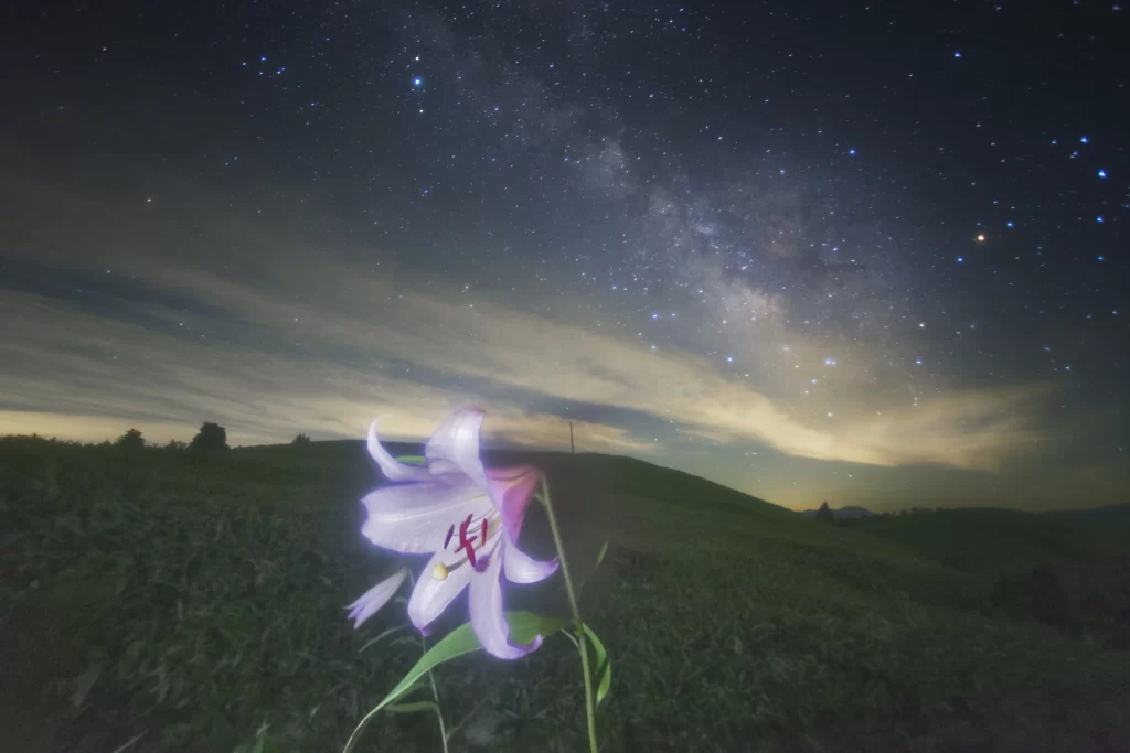 Lily Trumpet Shaped Blooms Pink White Starry Sky