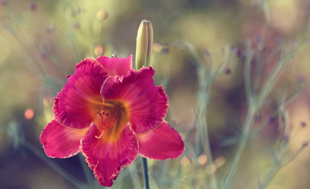 Lily Trumpet Shaped Blooms Pink Yellow Petals