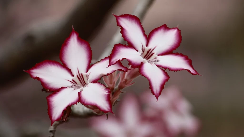 Lily Trumpet Shaped Blooms White Red Edges Close Up