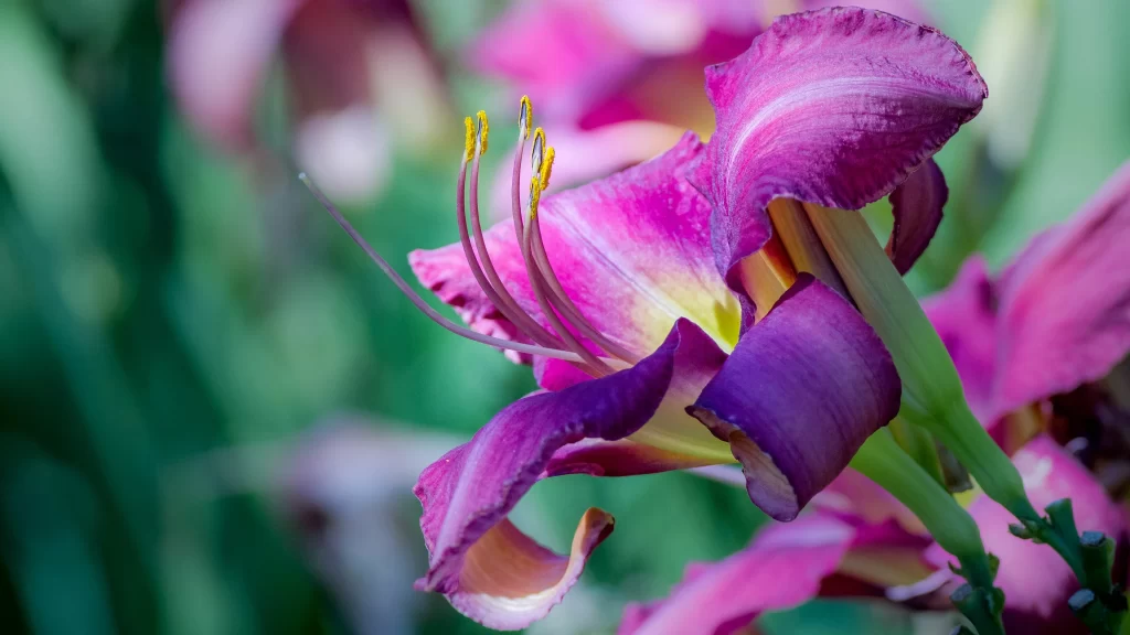 Lily Trumpet Shaped Blooms Pink Yellow Stamen