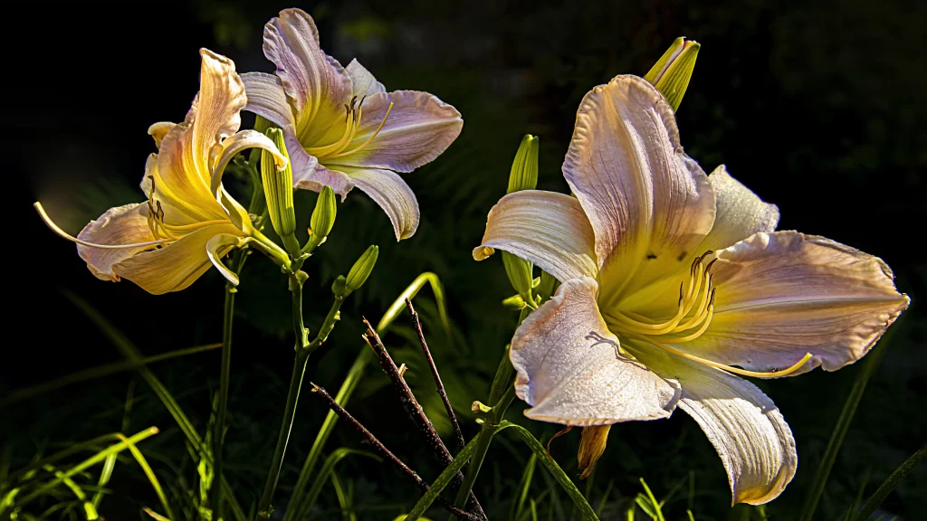 Lily Trumpet Shaped Blooms Yellow White Petals