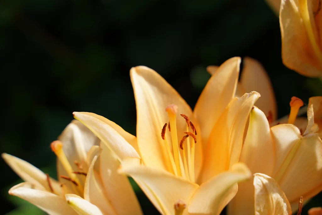 Lily Trumpet-shaped Yellow Orange Blooming Close Up