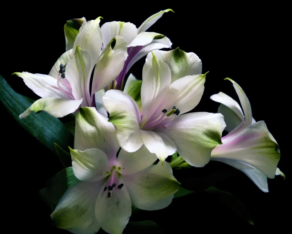 Lily White Green Trumpet-shaped Blooms Close Up
