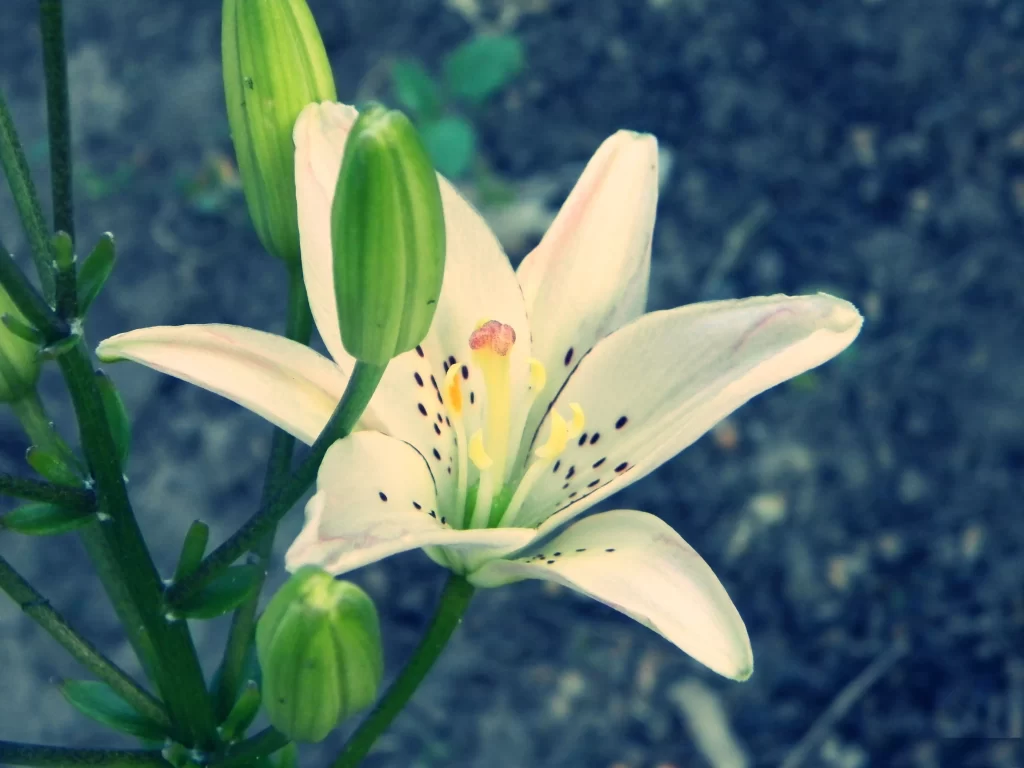 Lily White Pink Spotted Petals Blooming Bud